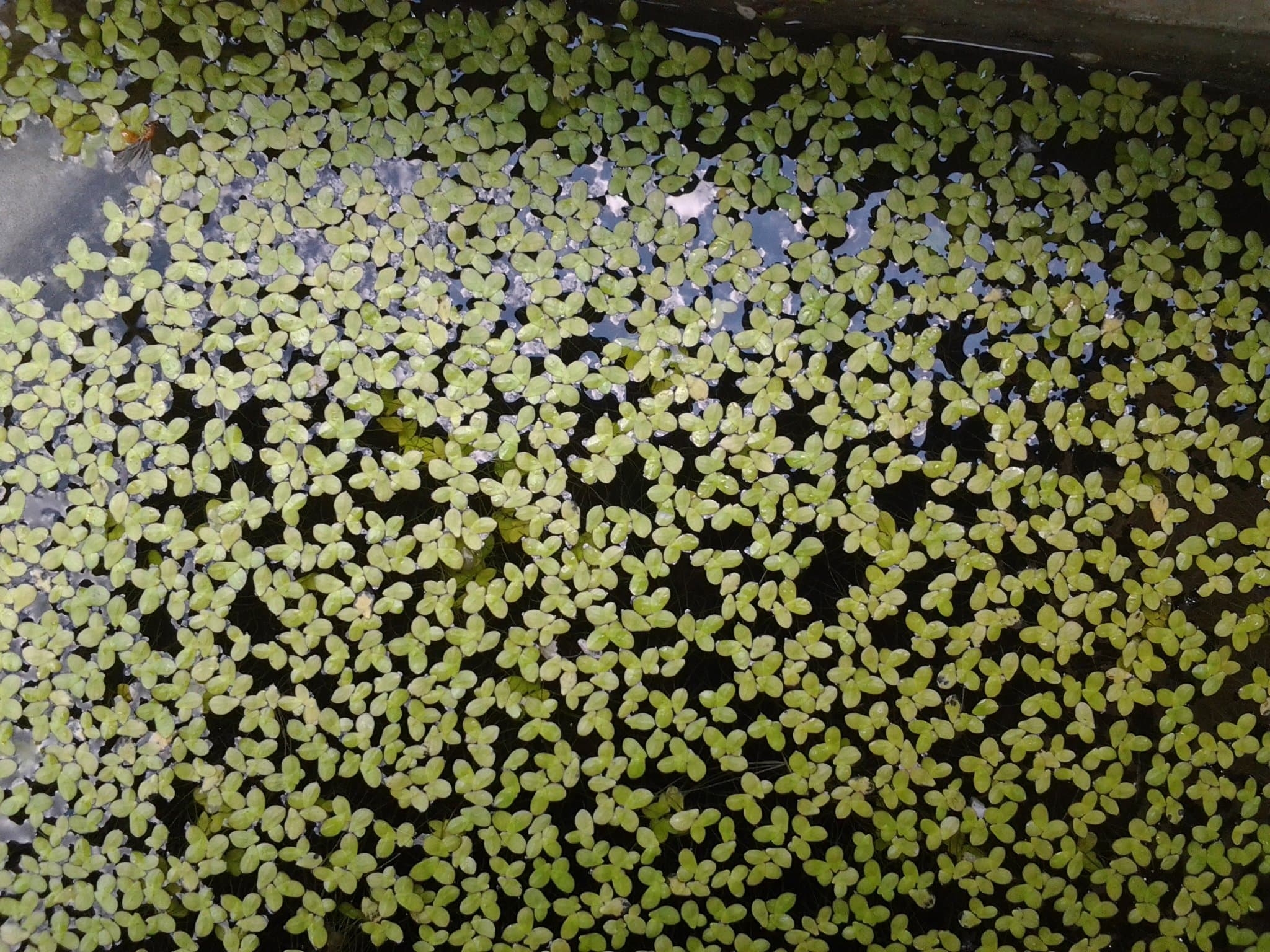 Live Duckweed 4 Cups