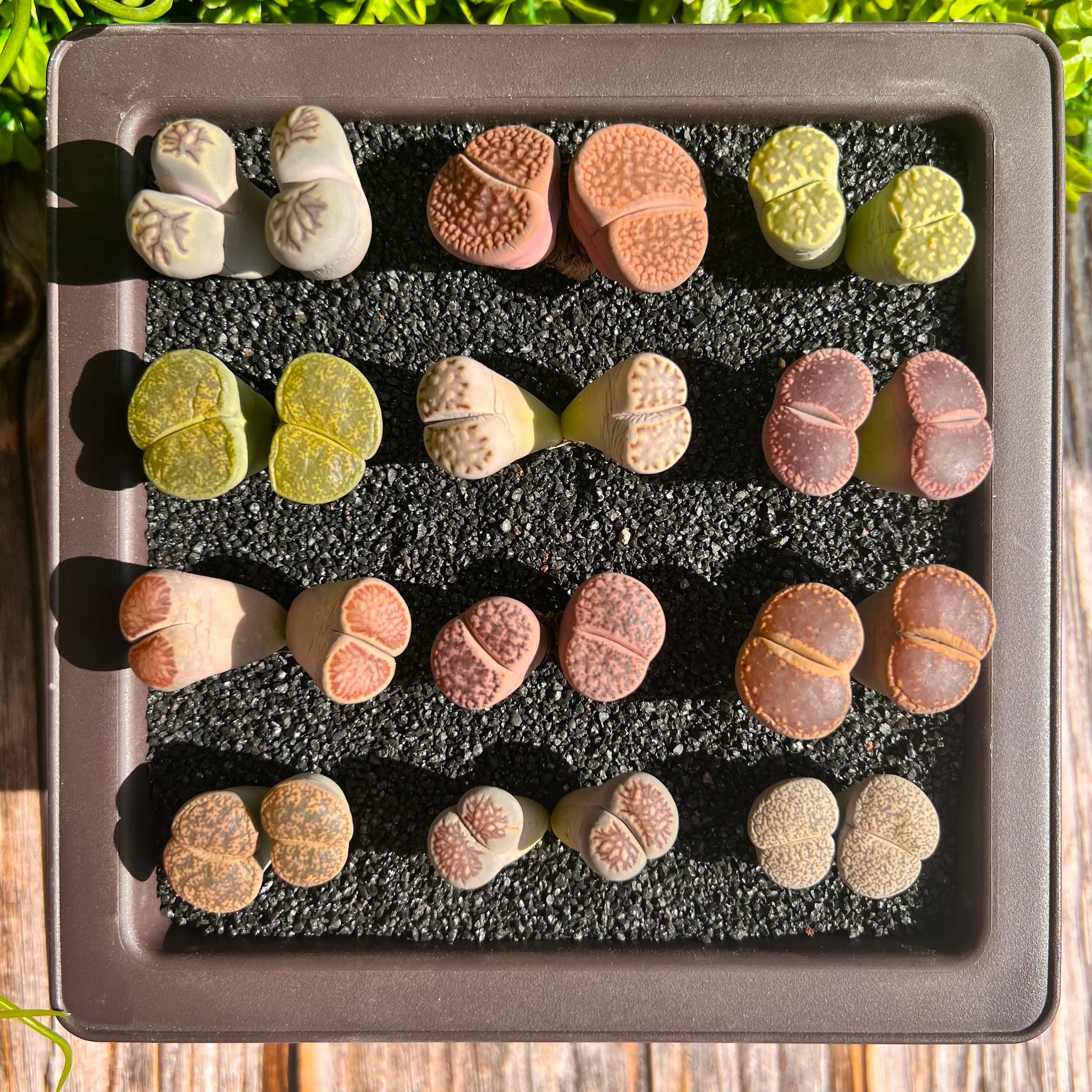 Lithops Master Random Mix Rare Live Succulent Plants, 10/20/30 Pcs 2 Heads Succulent Live Plant, Bare Root Without Pot & Soil, Garden Indoor Office Desk Baby Shower Decoration, Friend Plant Lover Gift