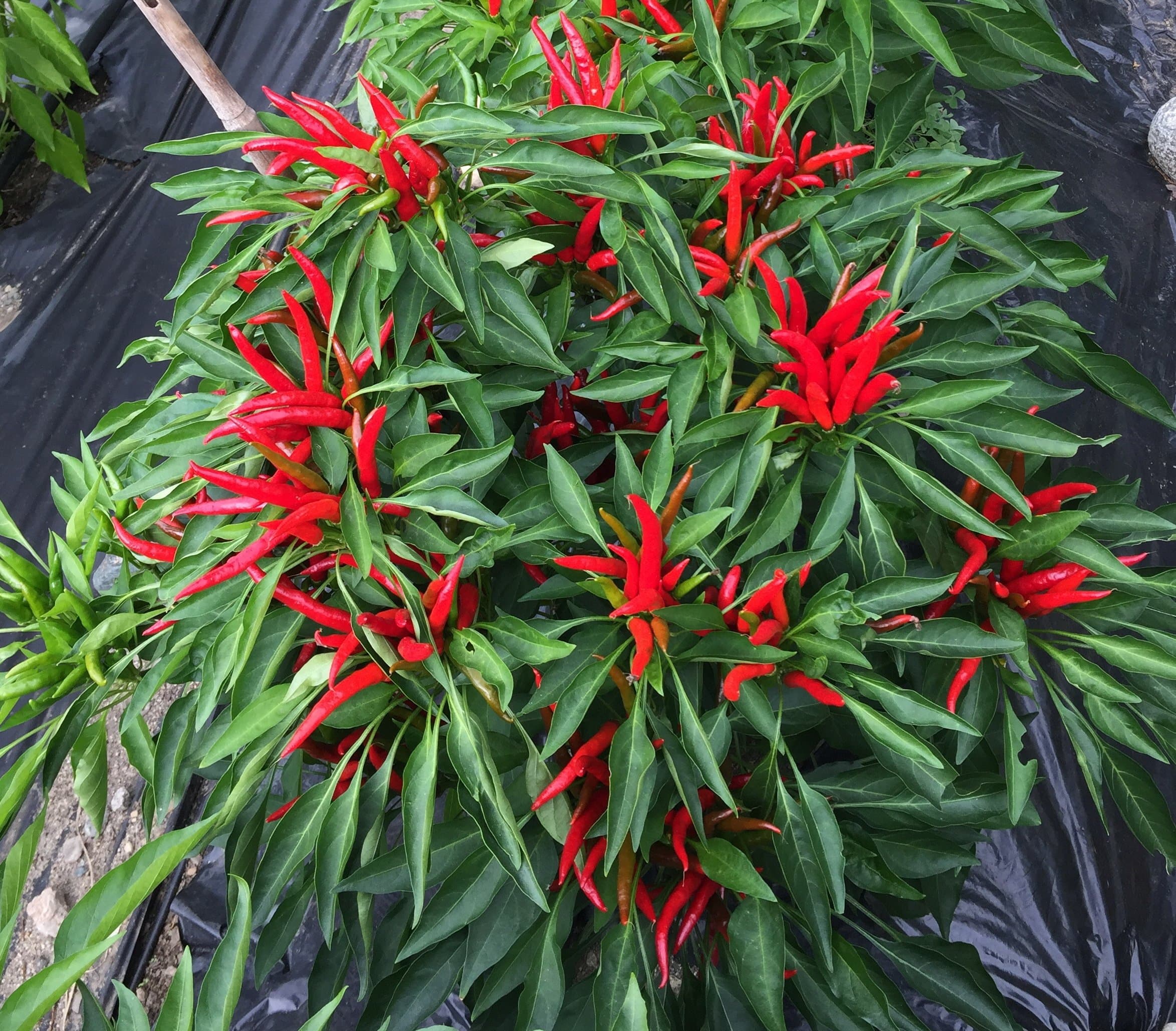 Thai Chili Pepper Plant:- Extremely Hot!