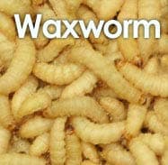 larvae 15-25mm / 1 x 100 (30g) z