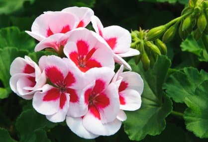 Geranium Seeds, Ivy Tornado Red White Geranium 50 Seeds Large Blooms Copyrighted Idahoseeds