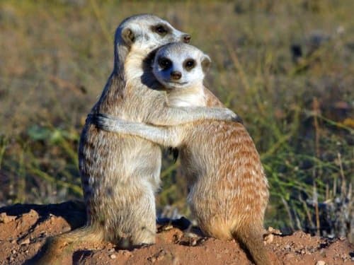 Wildlife - Cute Hugging Meerkats - Quality Mouse Mat