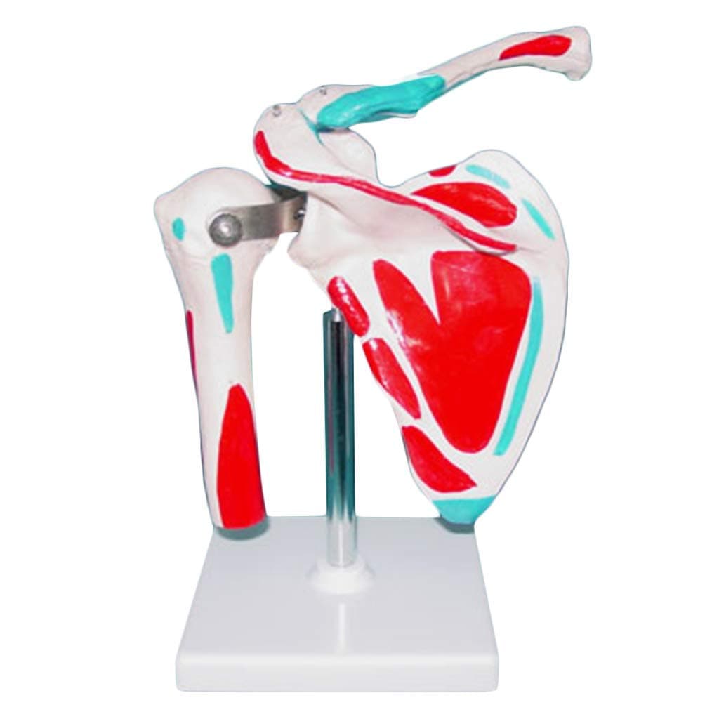 DBSCD Human Joint Anatomical Model - Shoulder Joint Bones Model with Muscle Staining Point & Removable Base for School Teaching Display Tool Lab Equipment