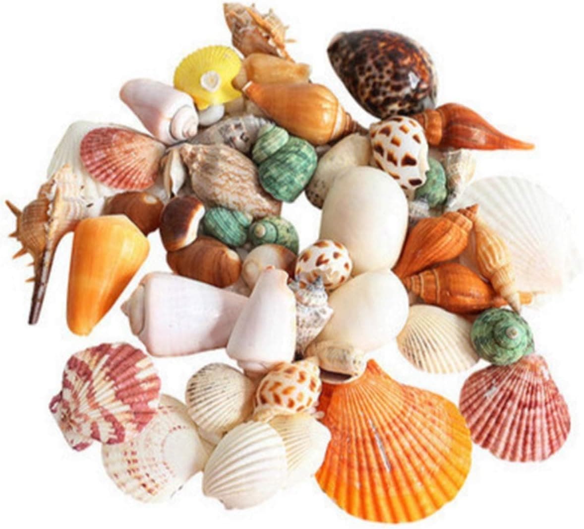 – Mumoo Bear Mixed Sea Shells, 200g Beach Seashells Starfish, Various Sizes Ocean Seashells for Fish Tank Vase Fillers, Beach Theme Party Wedding Decor, Candle Making, DIY Crafts, Home Decorations