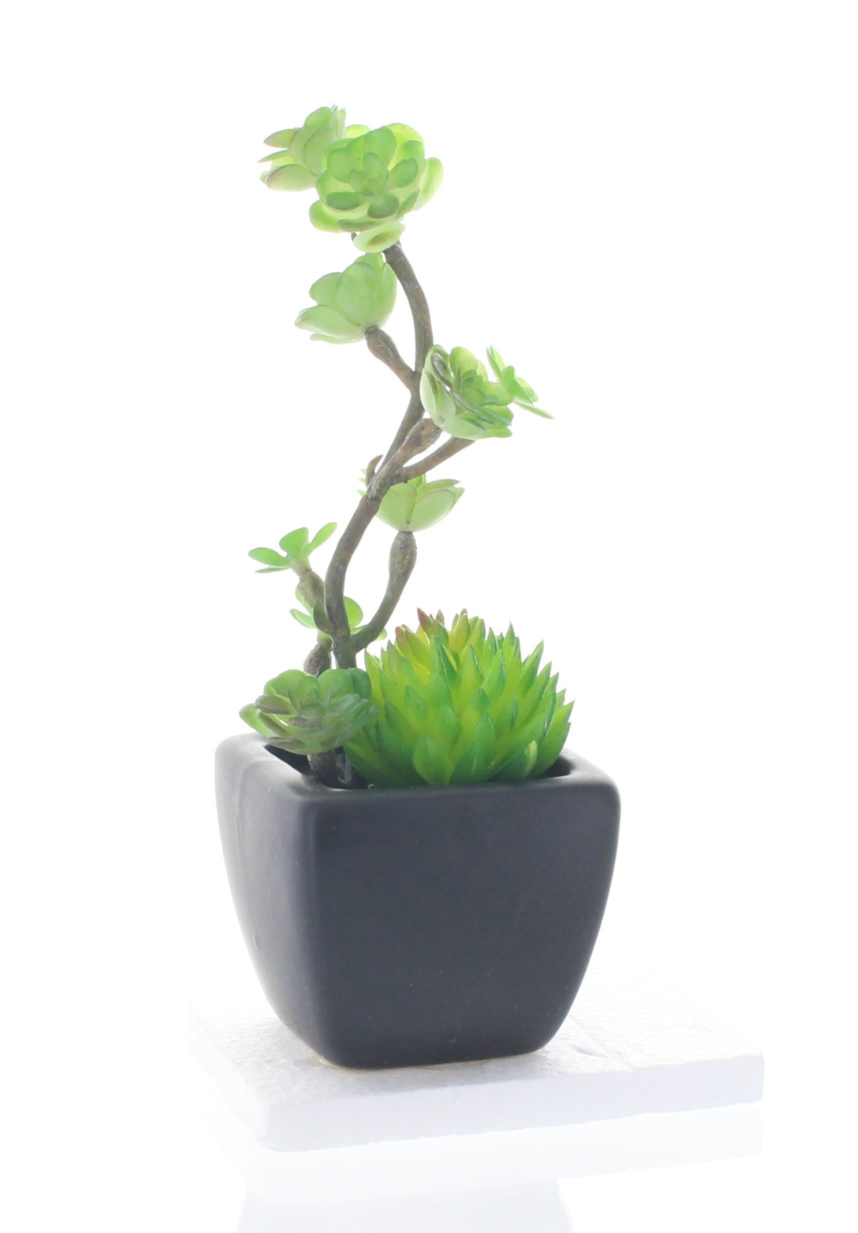 Cactus Collection Artificial Plant Pot Style Scented Charcoal Diffuser with Reviving Diffuser Oil Air Refresher Aromatic & Deodorizing (Cool Air, Black)