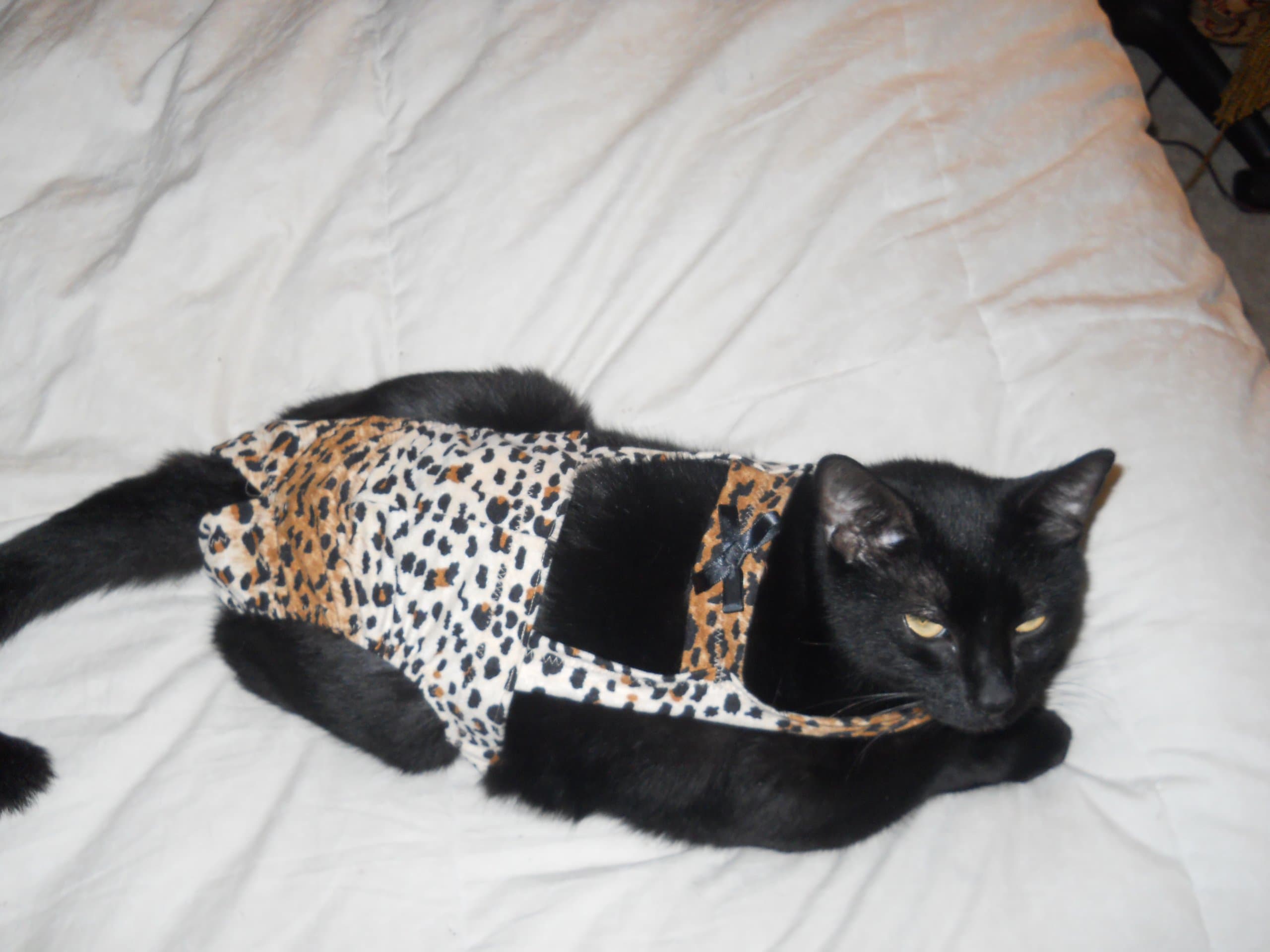Leopard Small Cat Piddle Pants (for Cats Measuring 13-15 Inches Collar to Tail Base)