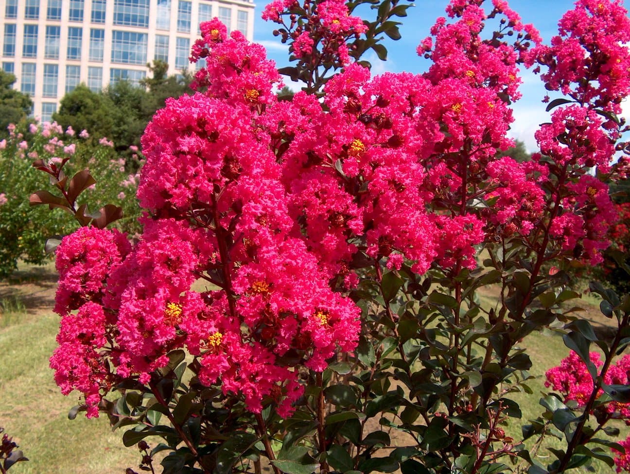 Large HOT Pink Crape Myrtle, 2-4ft Tall When Shipped, Matures 8ft, 1 Tree, Bright HOT Pink Flowers, (Shipped Well Rooted in Pots with Soil)