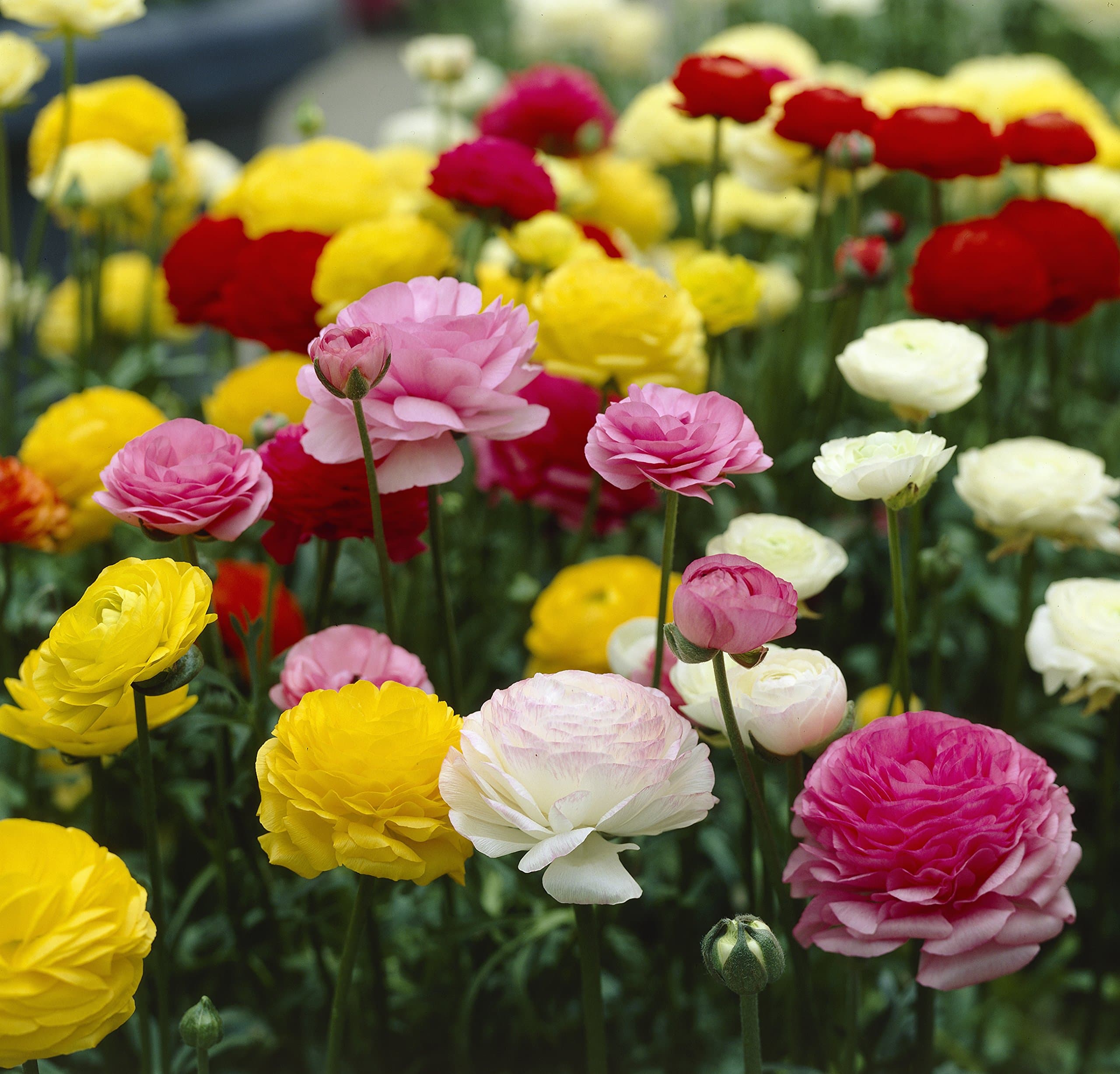 Ranunculus asiaticum Mixed Bulbs - (25 pack) SUPER SAVER PACK